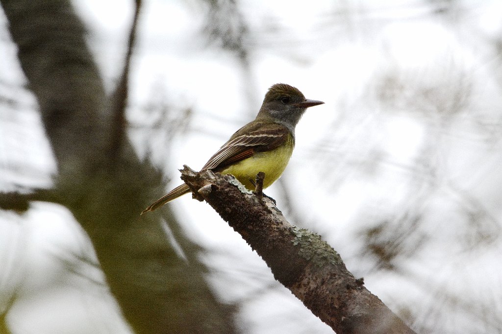 Flycatcher, Great Crested, 2016-05138957 Parker River NWR, MA.JPG - Great Crested Flycatcher. Parker River National Wildlife Refuuge, MA, 5-13-2016